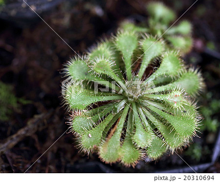 モウセンゴケ 20310694