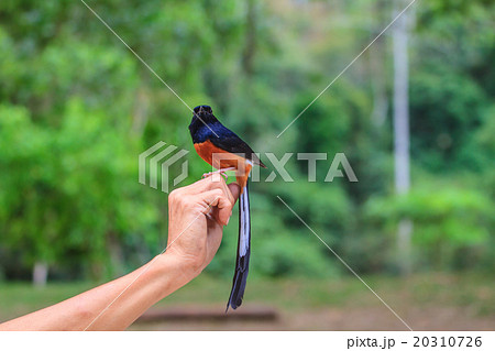 male White-rumped Shama standing on hand 20310726