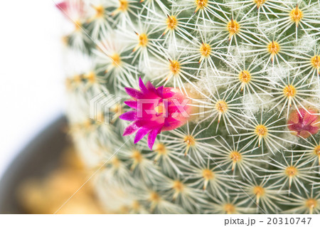 Close up of Cactus flower Close up of Cactus flower 20310747