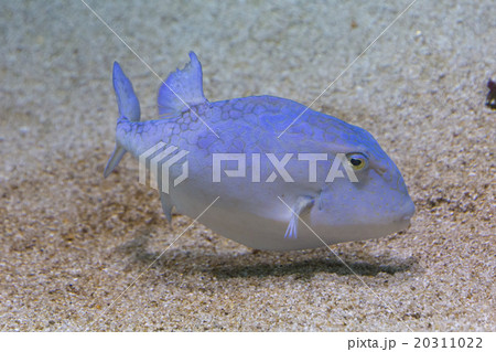 イースタンスムースボックスフィッシュ 20311022