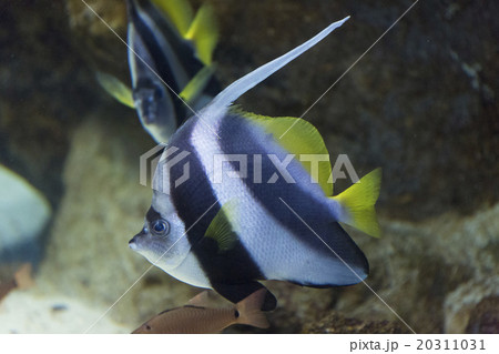 ツノダシ 20311031