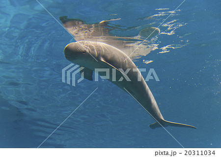 海響館のスナメリ 海響館のスナメリ 20311034