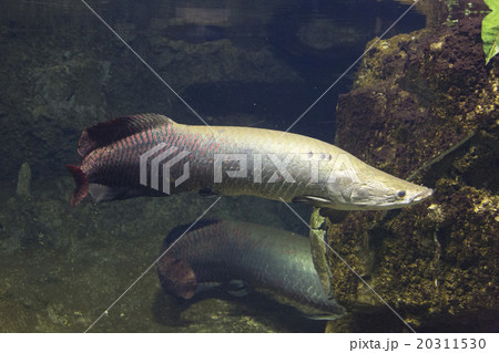 ピラルク 20311530