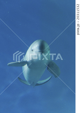 海響館のスナメリ 20311532