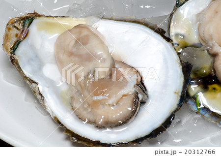 Fresh oyster with ice closeup 20312766