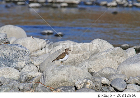 イソシギ イソシギ 20312866