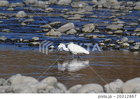 コサギ コサギ 20312867