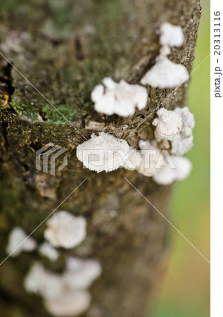 Small white mushroom Small white mushroom 20313116