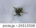雪とヒノキ 20313506