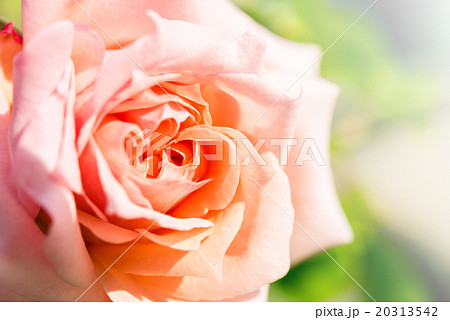 a bunch of roses in the garden a bunch of roses in the garden 20313542