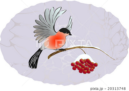 Winter landscape. Bullfinch on the branch of rowan Winter landscape. Bullfinch on the branch of rowan 20313748