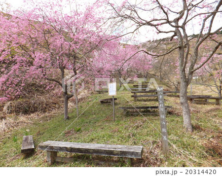 かんざき桜の山・桜華園 20314420