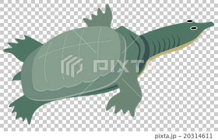 すっぽんのイラスト素材