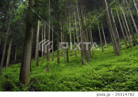 高千穂 秋元神社の鎮守の森 高千穂 秋元神社の鎮守の森 20314782