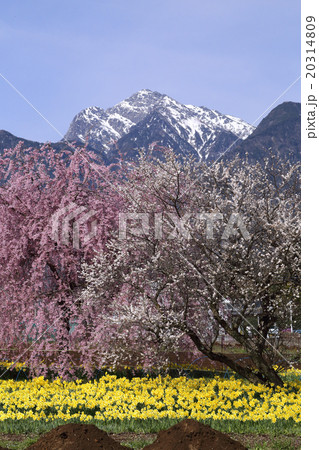 甲斐駒とさくら 20314809