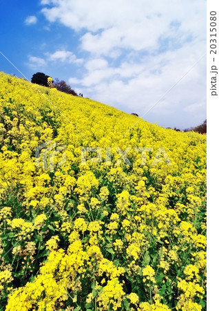 菜の花畑 満開 青空 菜の花畑 満開 青空 20315080