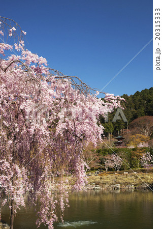 勝尾寺 桜風景の写真素材