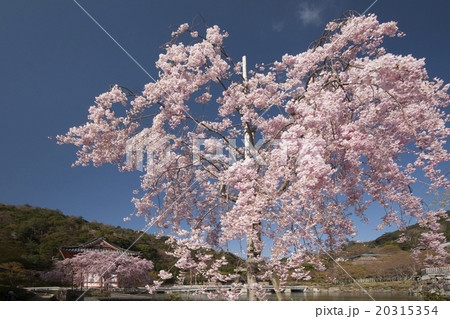 勝尾寺 桜風景の写真素材