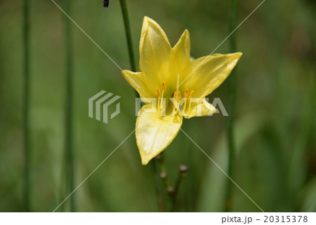 ユウスゲ 20315378