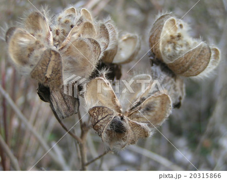 夏から秋にかけて咲くフヨウの種 20315866