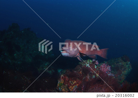 泳ぐコブダイB 20316002