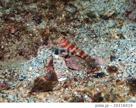 砂地のクビアカハゼ 20316019