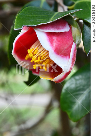 五島の玉之浦つばき 20316193