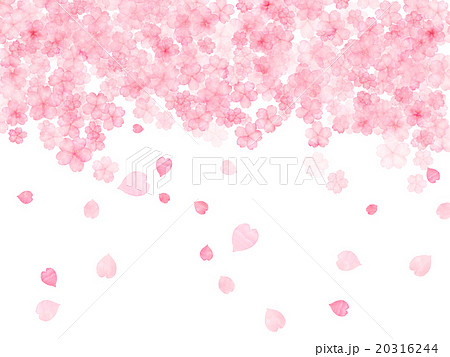 桜 花びら フリー素材 透過