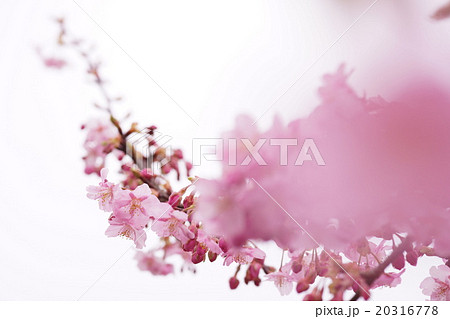 桜 桜 20316778