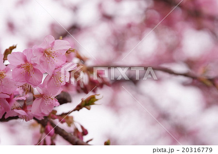 桜 桜 20316779
