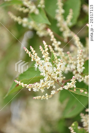 オンタデ オンタデ 20317115