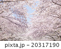 桜 20317190