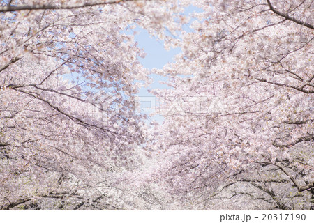 桜 20317190