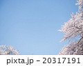 桜 20317191