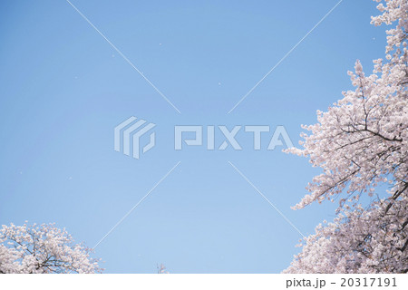 桜 20317191