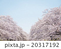 桜 20317192