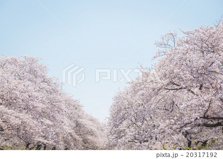 桜 20317192
