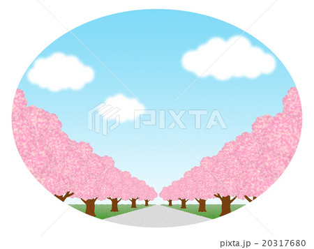桜並木 20317680