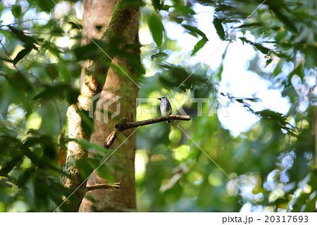 オジロアオヒタキ 20317693