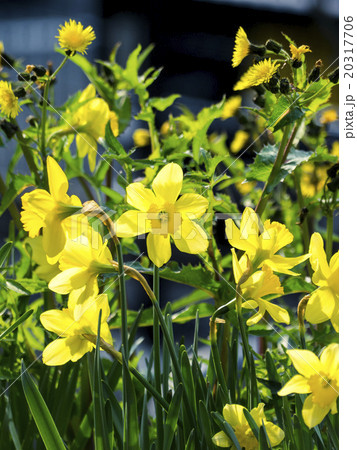 ラッパ水仙 ラッパ水仙 20317706