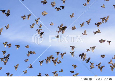 Flock of Blackbirds Flying 20317736