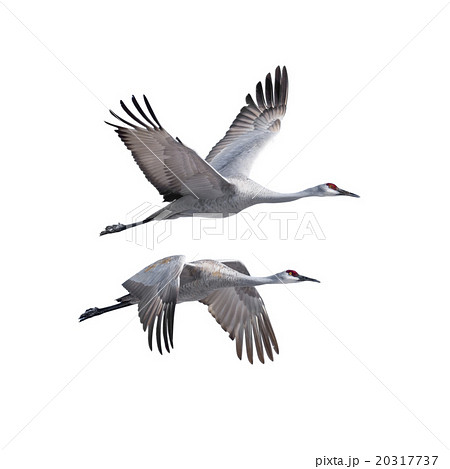 Sandhill Cranes in flight 20317737