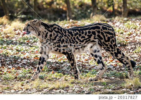 キングチーター キングチーター 20317827
