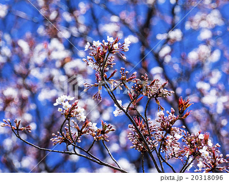 山桜 山桜 20318096