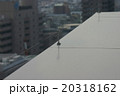 防鳥装置 20318162