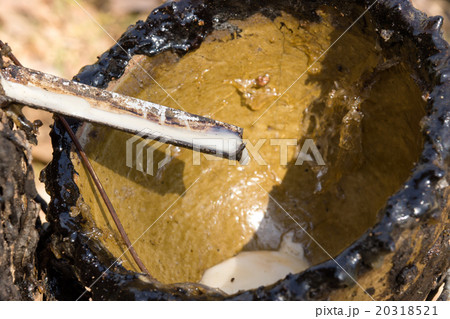 Dry Rubber Latex of rubber trees. Dry Rubber Latex of rubber trees. 20318521