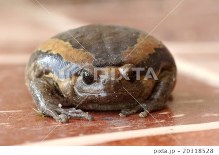 Macro shot of Asian bullfrog Macro shot of Asian bullfrog 20318528