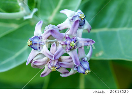 Colorful purple flower, Crown Flower. Colorful purple flower, Crown Flower. 20318529