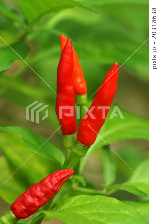 Fresh chili on the tree Fresh chili on the tree 20318638