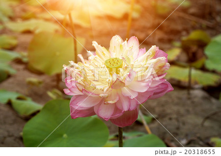 beautiful pink lotus flower in blooming 20318655